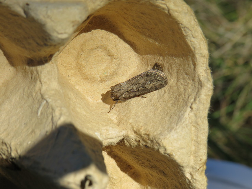 Dichagyris forcipula - szürkésbarna földibagoly