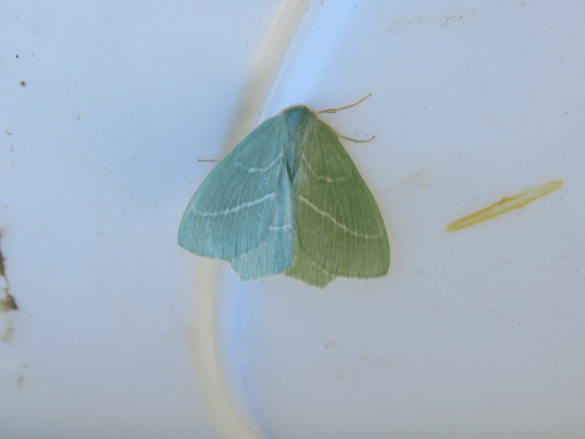Hemistola chrysoprasaria - kékes zöldaraszoló