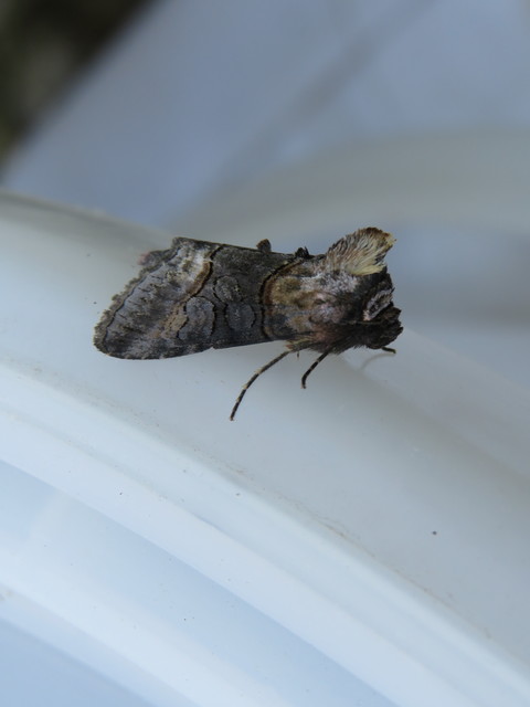 Abrostola asclepiadis - barnaövű csalánbagoly