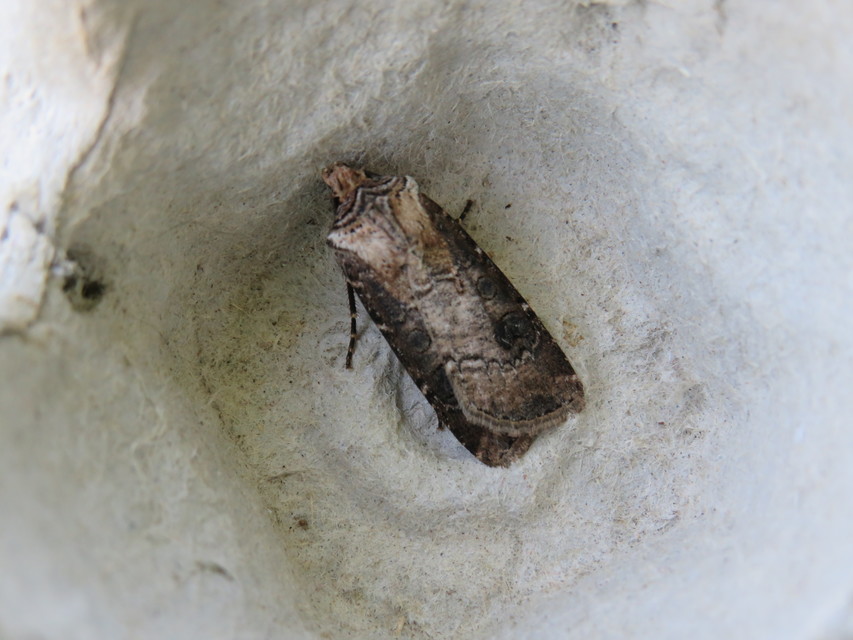 Agrotis clavis - zömök földibagoly