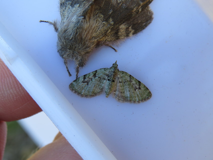 Chloroclystis v-ata - zöldes törpearaszoló