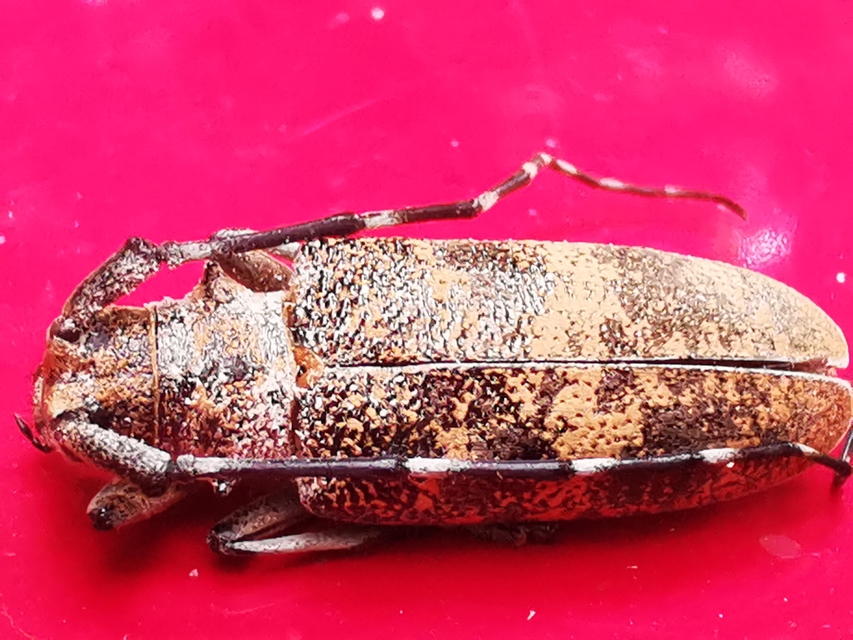 Monochamus galloprovincialis pistor - foltos fenyvescincér
