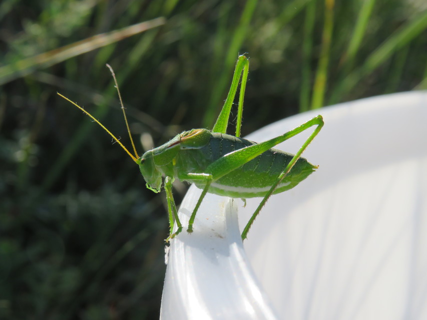 Isophya costata - magyar tarsza