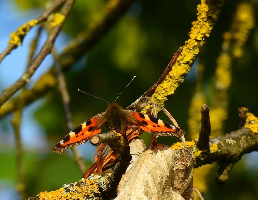 Nymphalis urticae - kis rókalepke