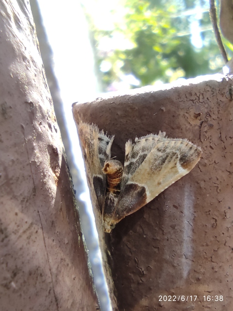 Pyralis farinalis - lisztilonca
