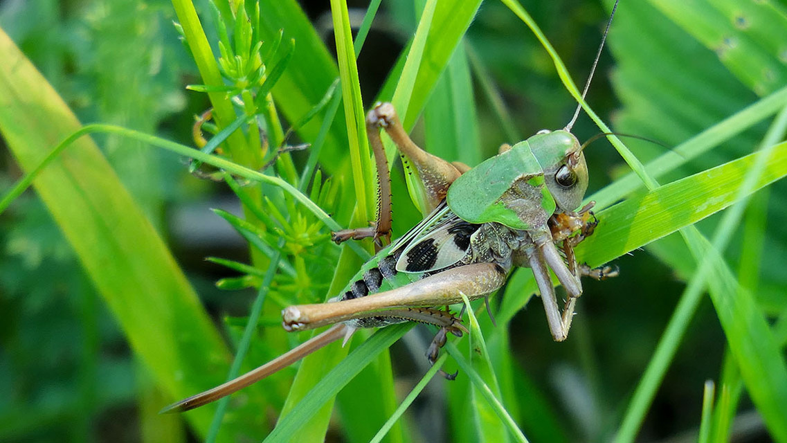 Decticus verrucivorus - szemölcsevő szöcske