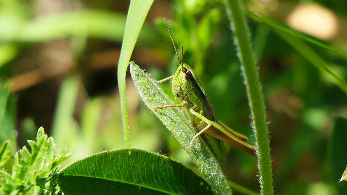 Euthystira brachyptera - smaragdzöld sáska