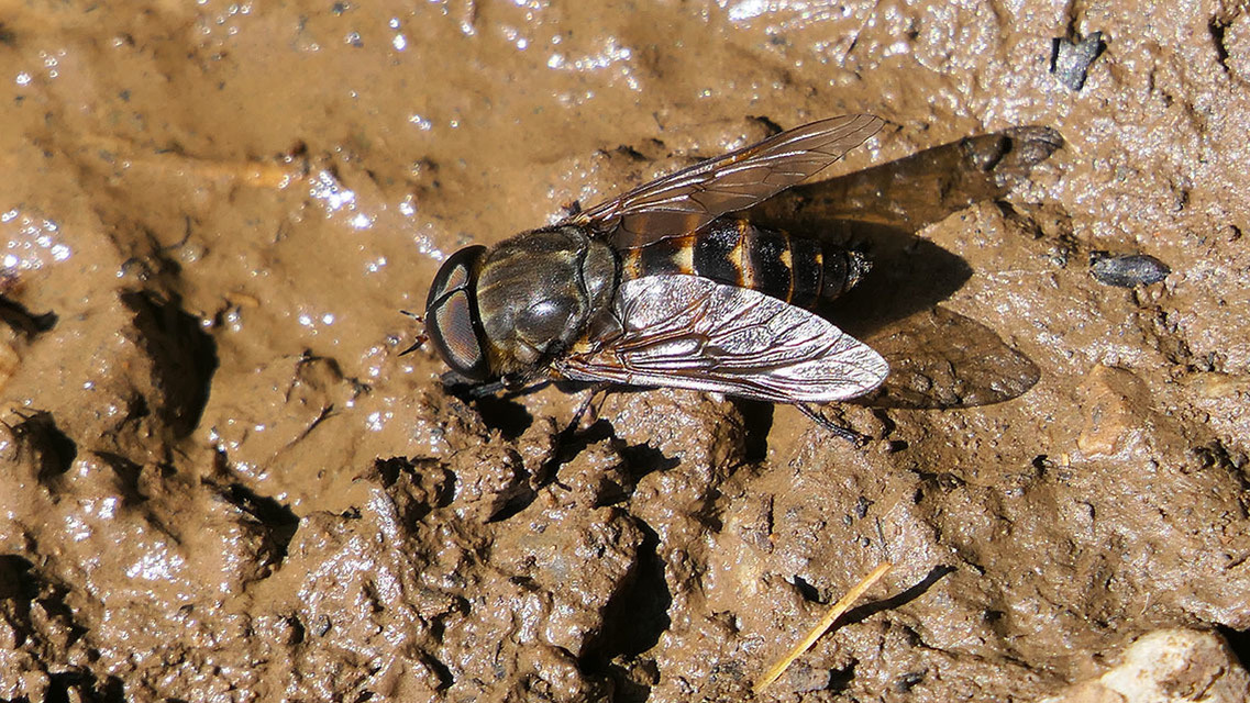 Tabanus