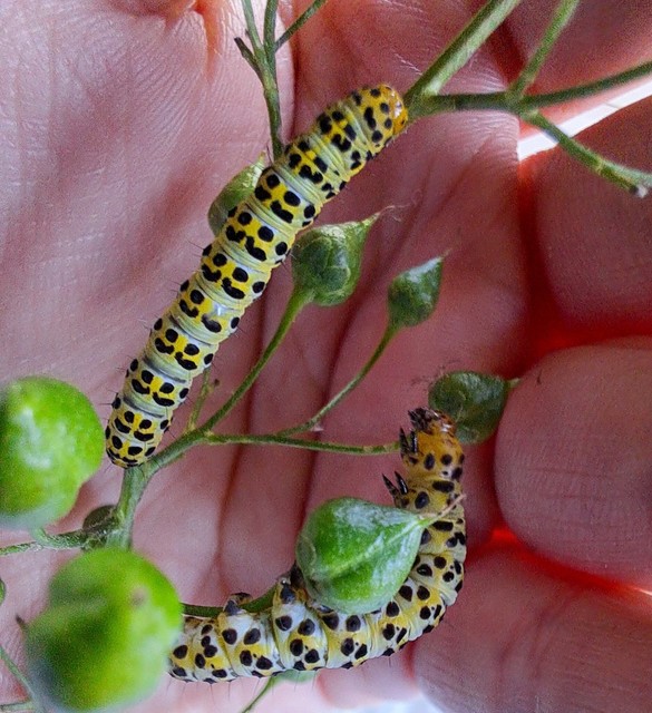 Shargacucullia scrophulariae - görvélyfű-csuklyásbagoly