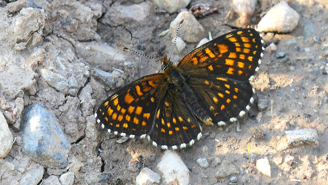 Melitaea diamina - kockás tarkalepke