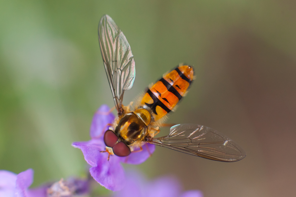 Episyrphus balteatus - ékfoltos zengőlégy