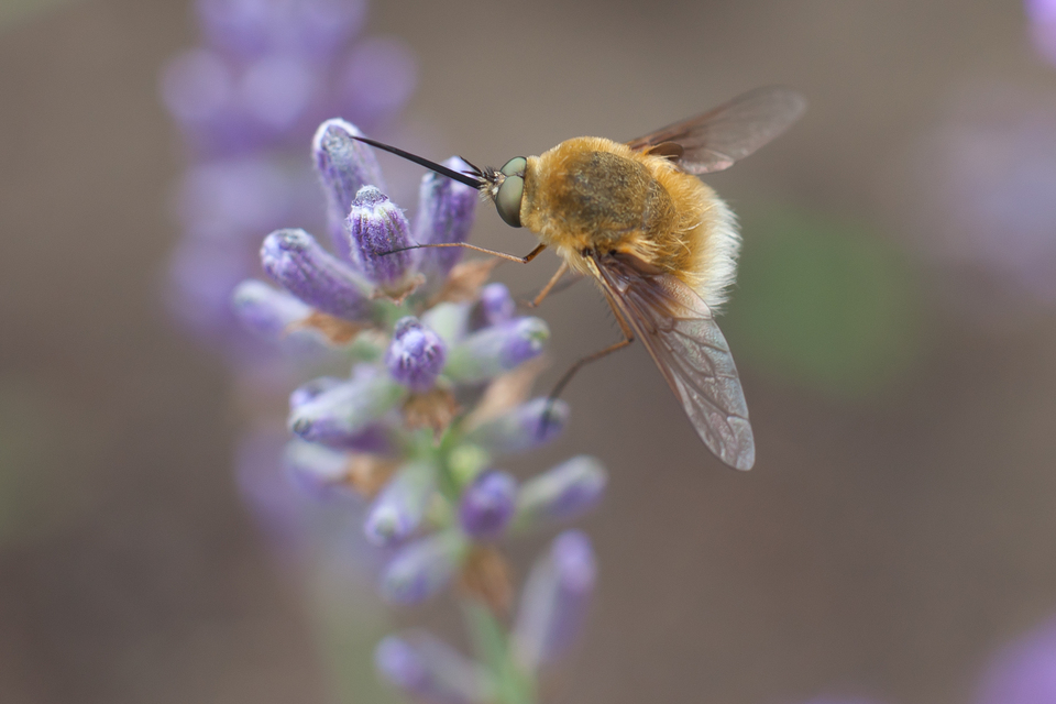 Bombylius fulvescens