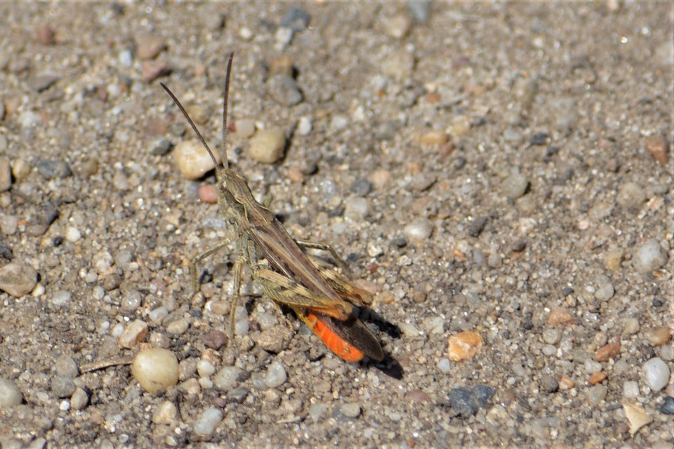 Chorthippus brunneus - közönséges tarlósáska