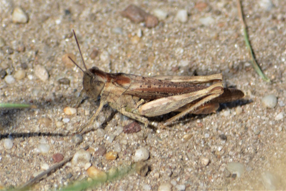 Chorthippus brunneus - közönséges tarlósáska