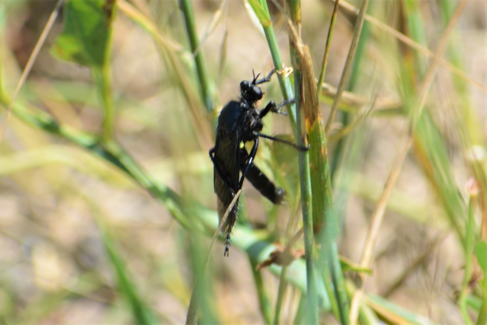 Dasypogon