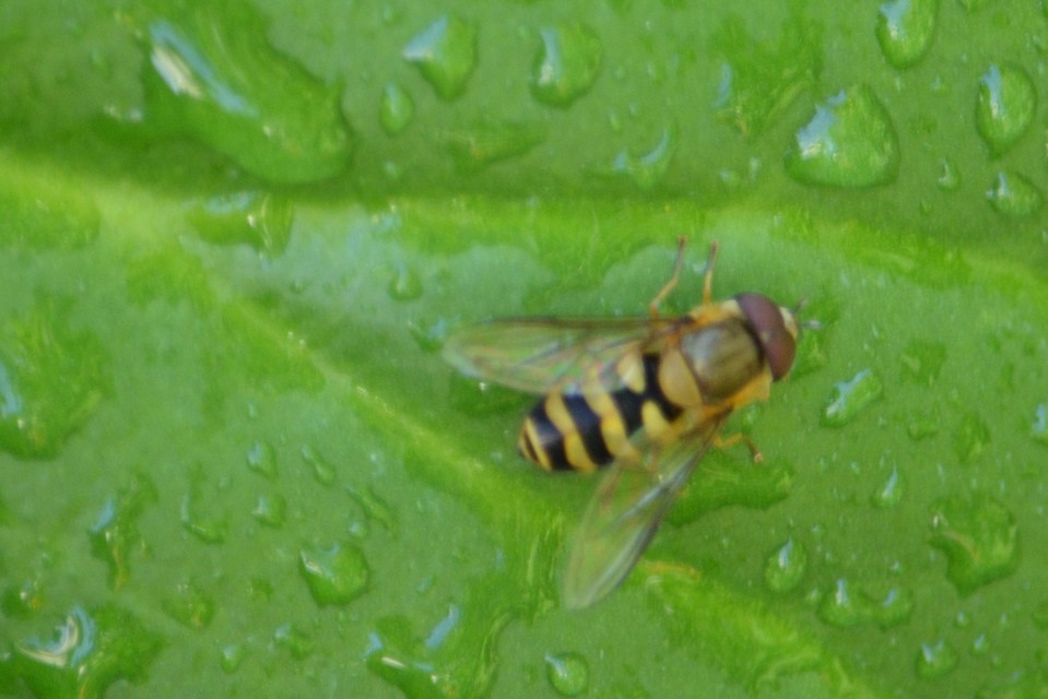 Syrphus