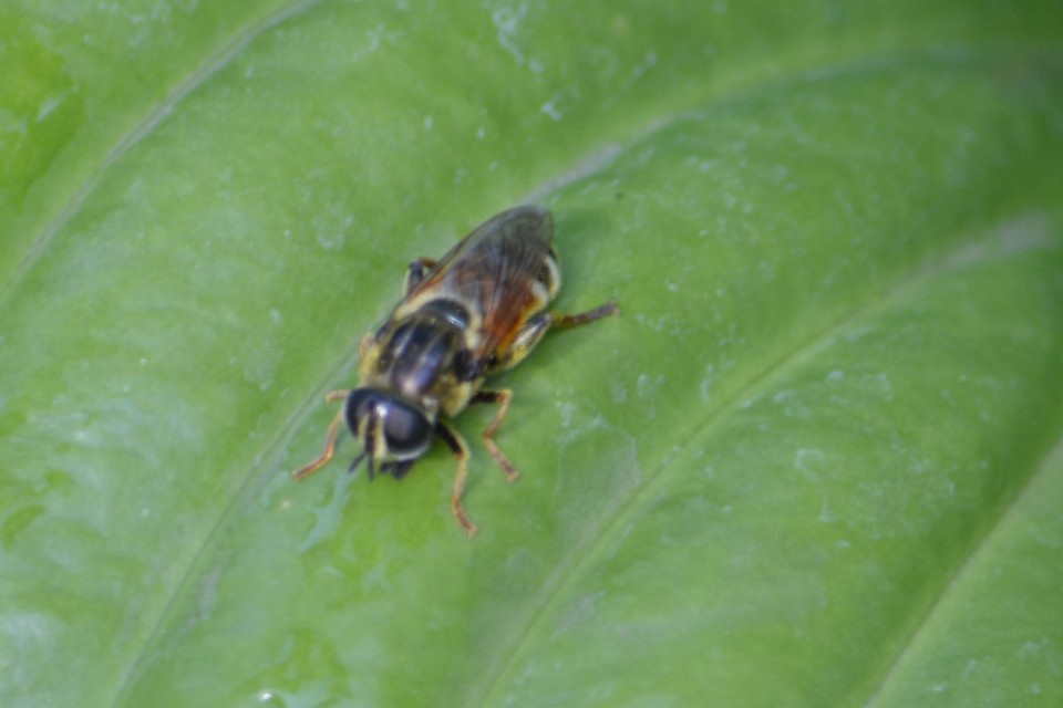 Merodon