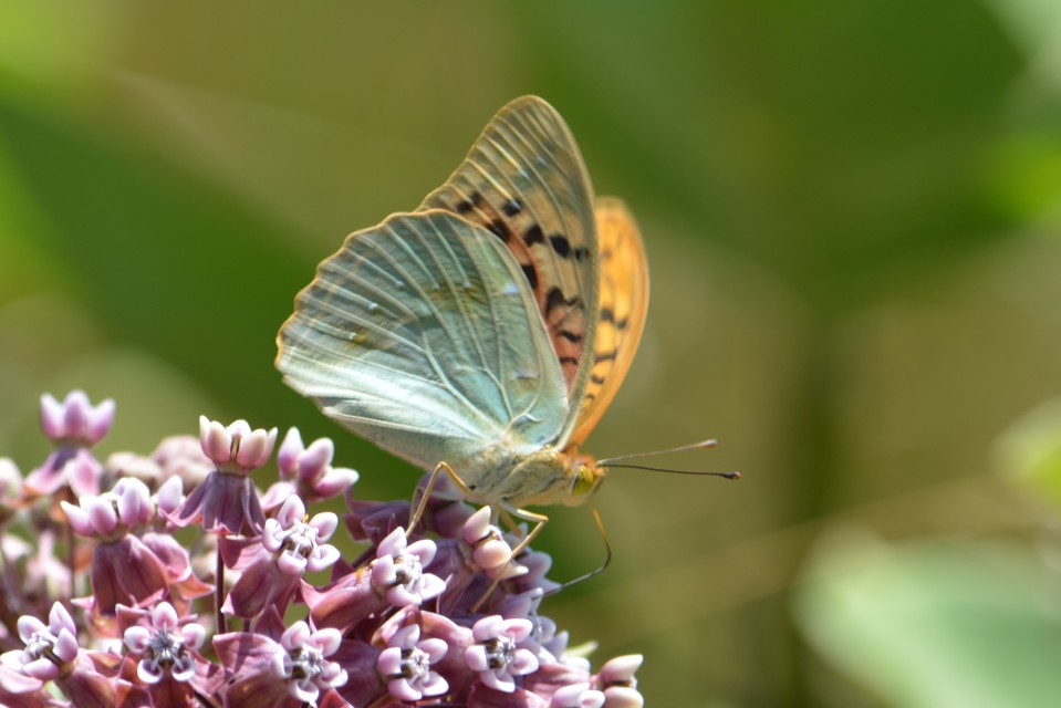 Argynnis pandora - zöldes gyöngyházlepke