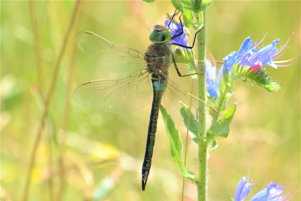 Anax parthenope - barna óriásacsa