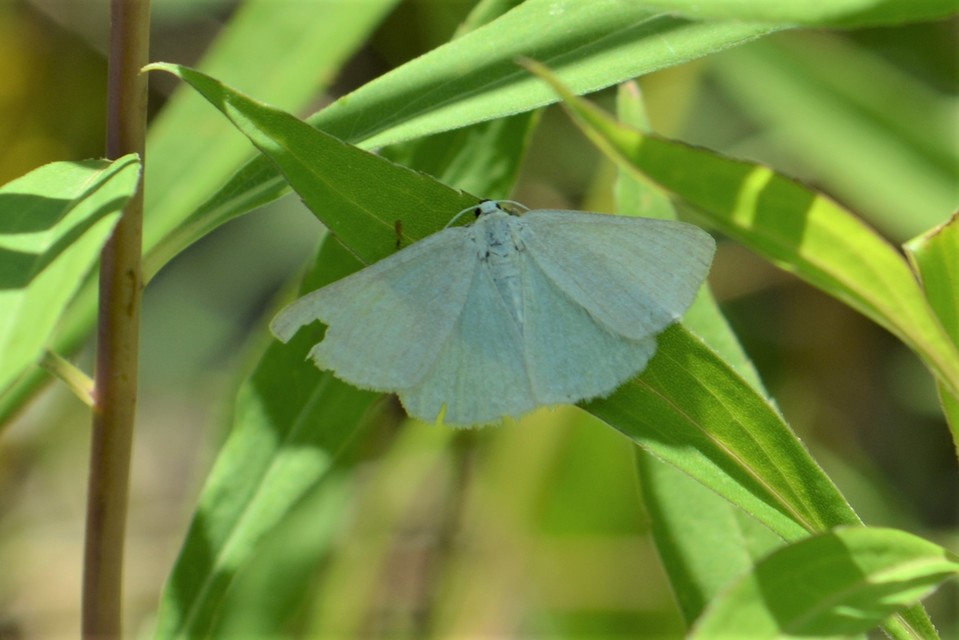 Pseudoterpna pruinata - hamvas zöldaraszoló