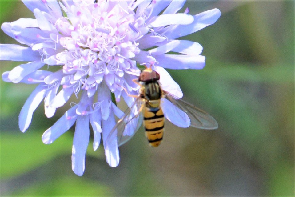 Episyrphus balteatus - ékfoltos zengőlégy
