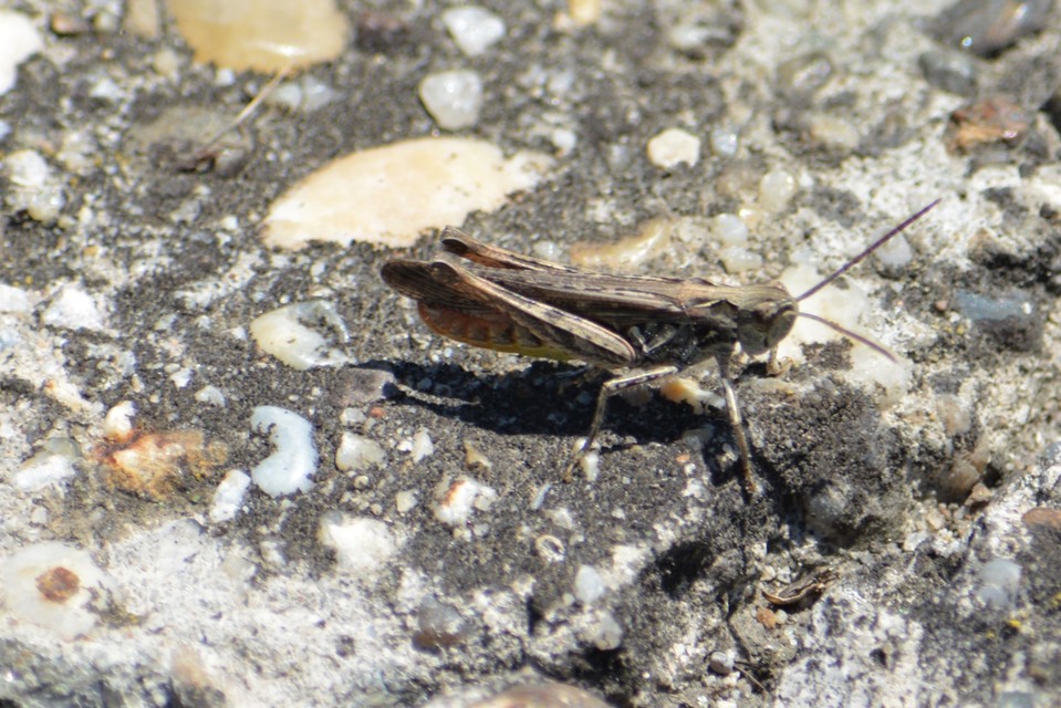 Chorthippus brunneus - közönséges tarlósáska