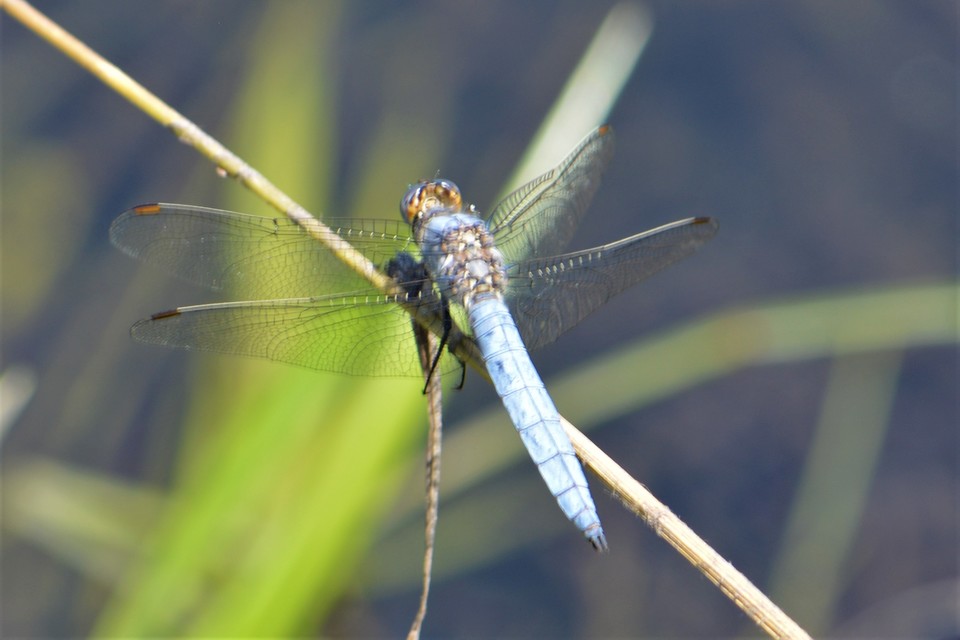 Orthetrum brunneum - pataki pásztorszitakötő