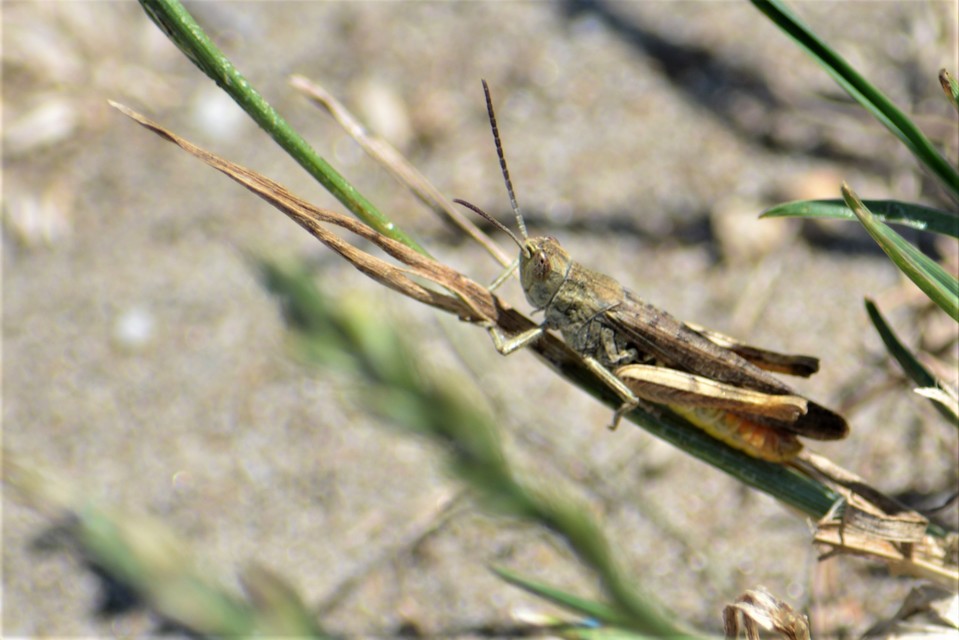 Chorthippus brunneus - közönséges tarlósáska