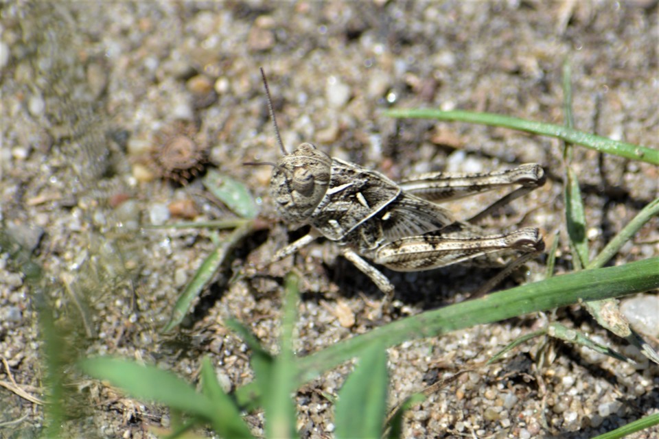 Oedaleus decorus - szalagos sáska