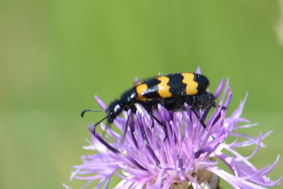 Mylabris variabilis - szalagos hólyaghúzó Mylabris variabilis - szalagos hólyaghúzó