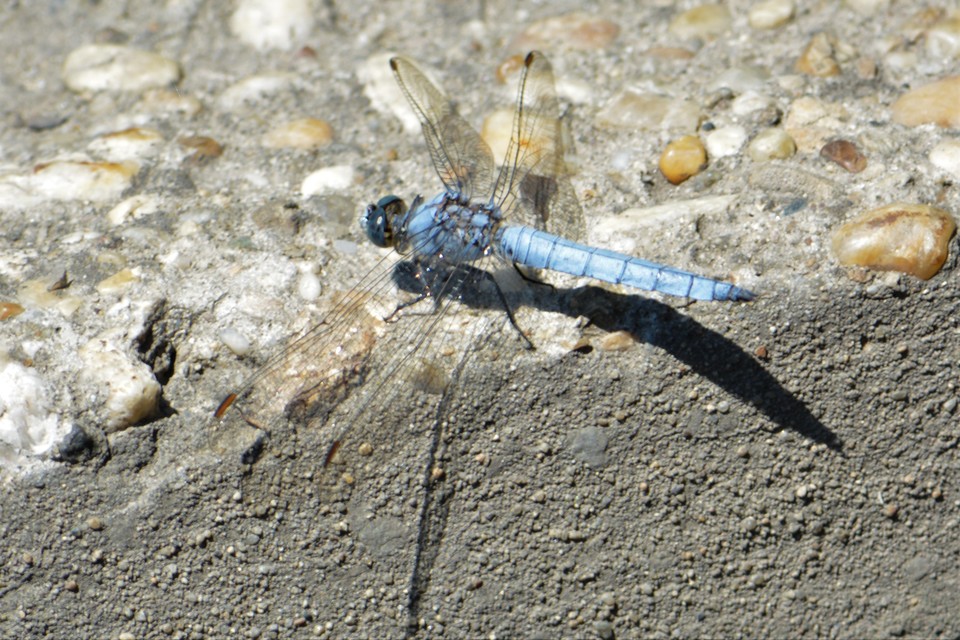 Orthetrum brunneum - pataki pásztorszitakötő
