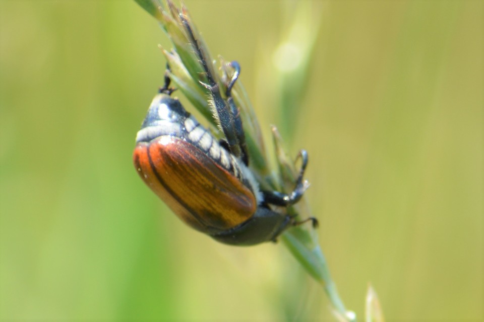 Anisoplia austriaca - osztrák szipoly