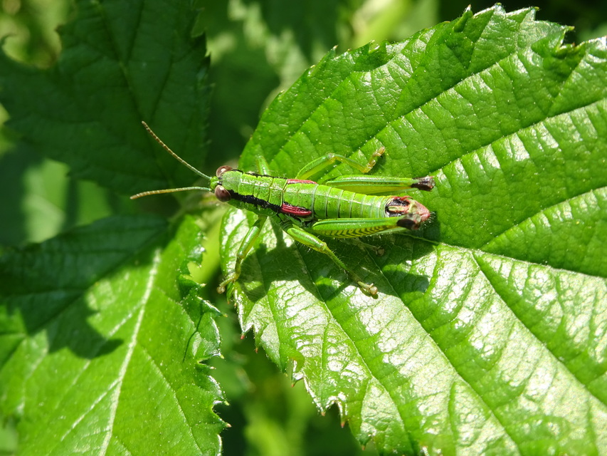 Odontopodisma decipiens - déli hegyisáska