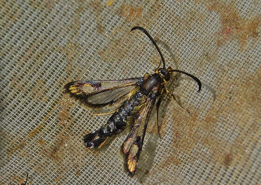 Sesiidae - szitkárfélék