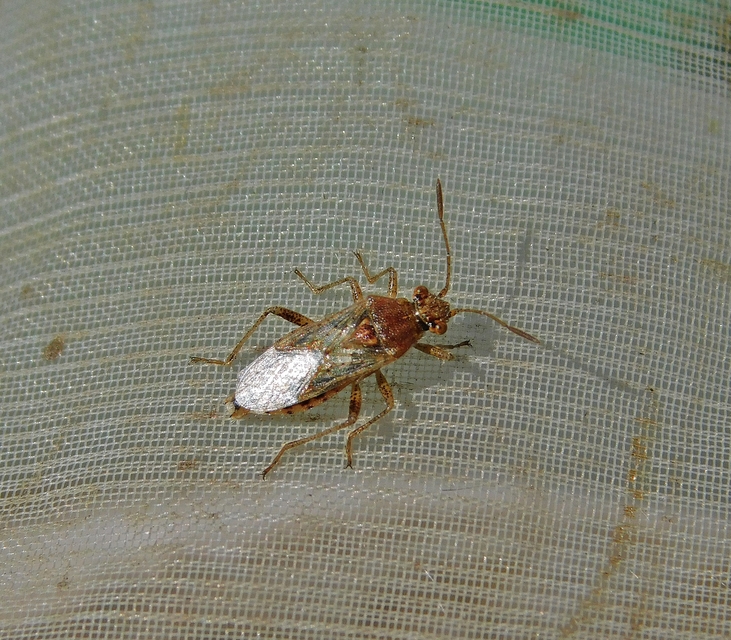 Rhopalus parumpunctatus - közönséges üvegszárnyú-poloska