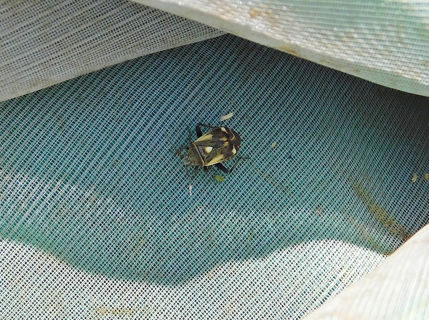 Polymerus Polymerus