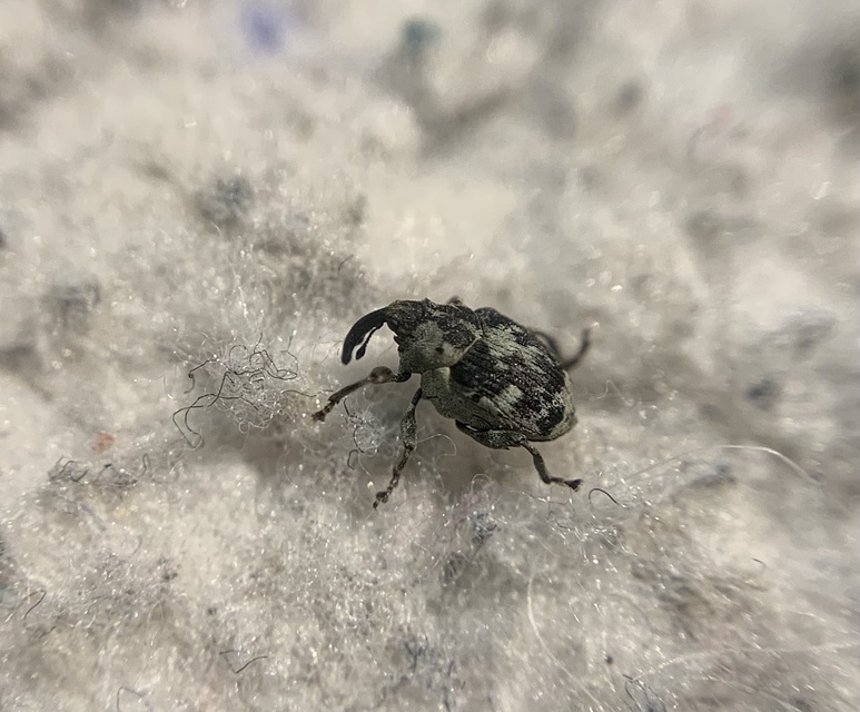 Hadroplontus litura - pompás aszatormányos