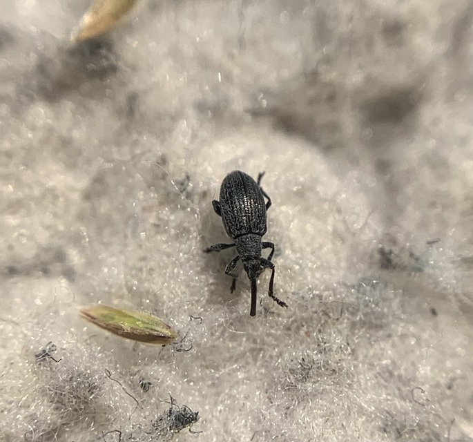 Catapion seniculus - lóhereszár-cickányormányos Catapion seniculus - lóhereszár-cickányormányos