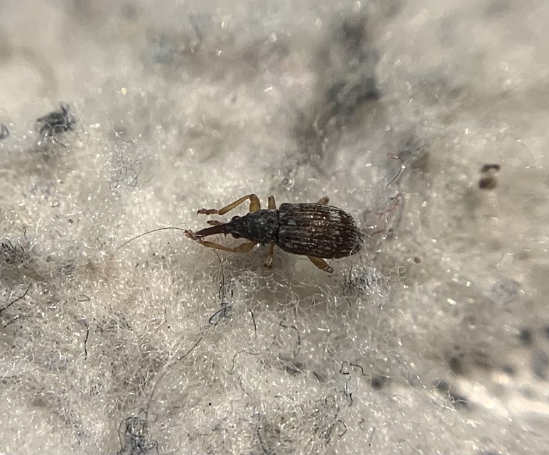 Taeniapion urticarium - csalán-cickányormányos