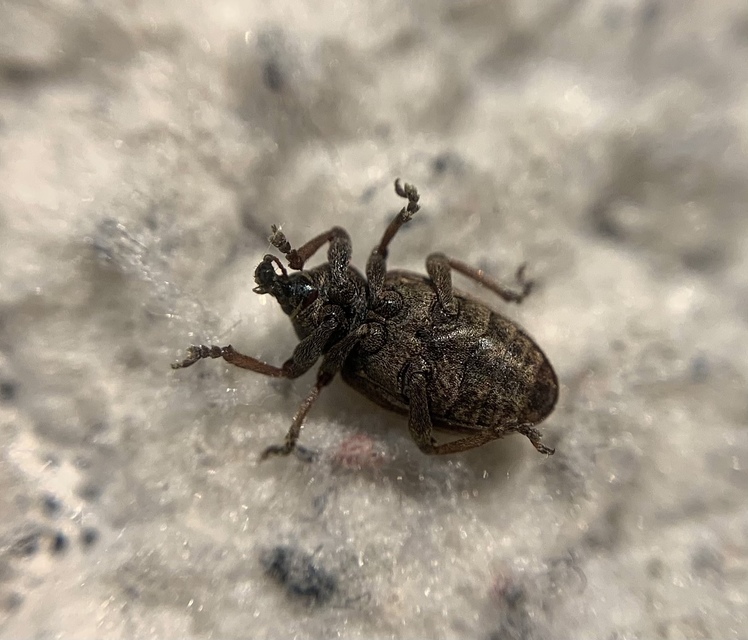 Hypera striata - sávos pikkelyesormányos