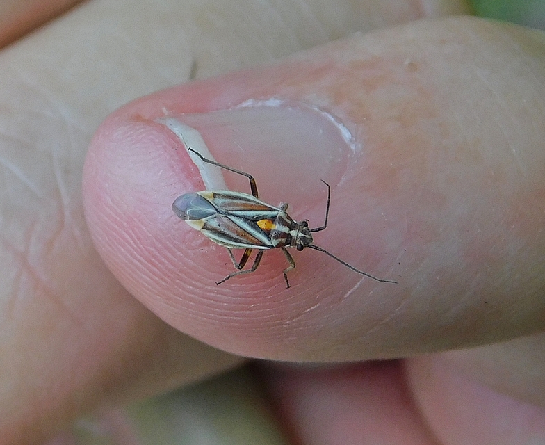 Horistus orientalis