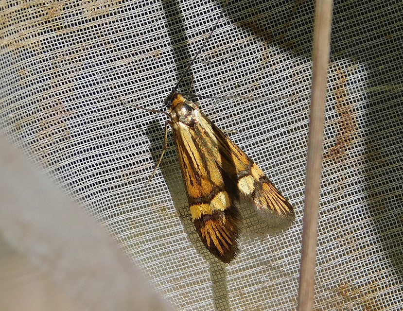 Nemophora degeerella - pompás tőrösmoly