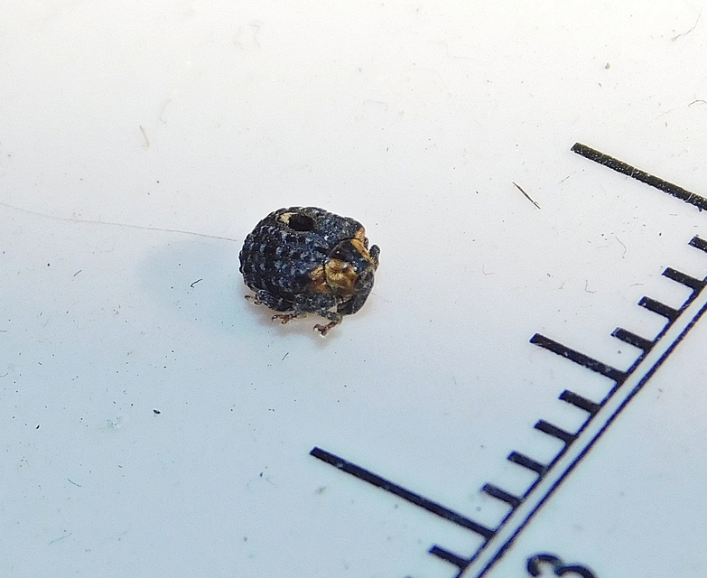 Cionus tuberculosus - sávosnyakú gömbormányos