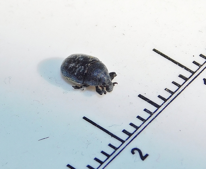 Larinus obtusus - imola-púderbarkó
