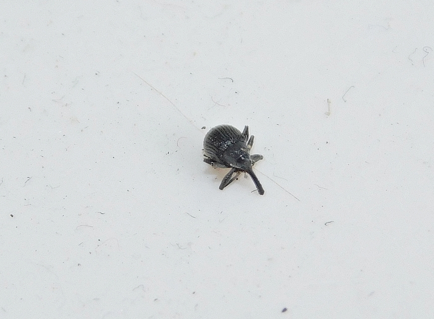 Anthonomus rubi - szamóca-bimbólikasztó Anthonomus rubi - szamóca-bimbólikasztó