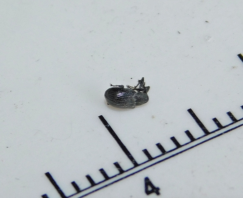 Anthonomus rubi - szamóca-bimbólikasztó Anthonomus rubi - szamóca-bimbólikasztó