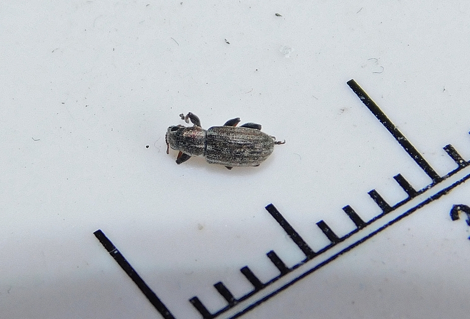 Sitona suturalis - fémes csipkézőbogár