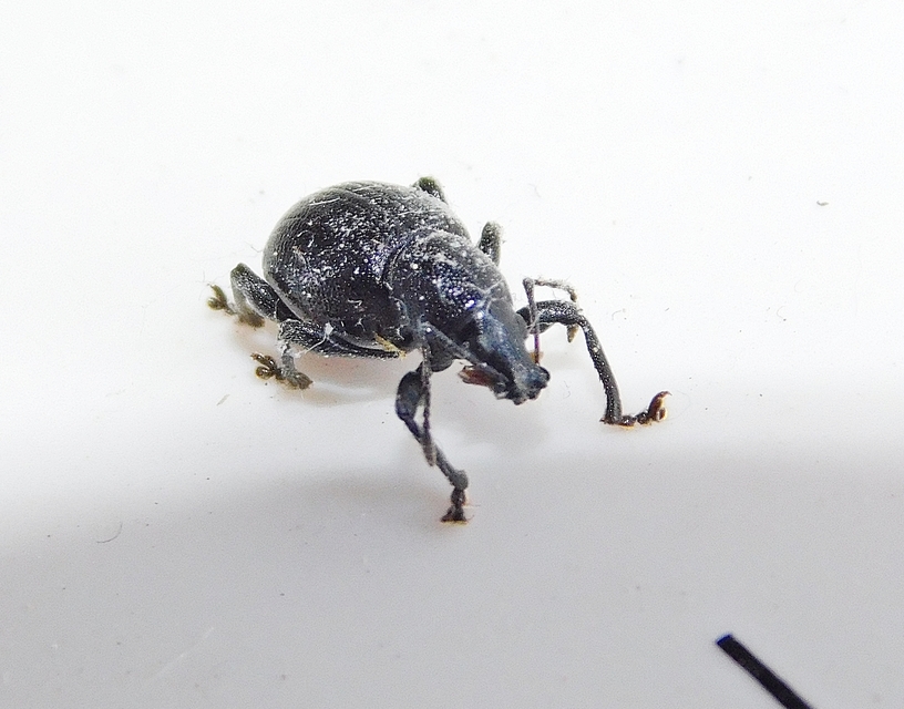 Otiorhynchus lirus - fényes gyalogormányos