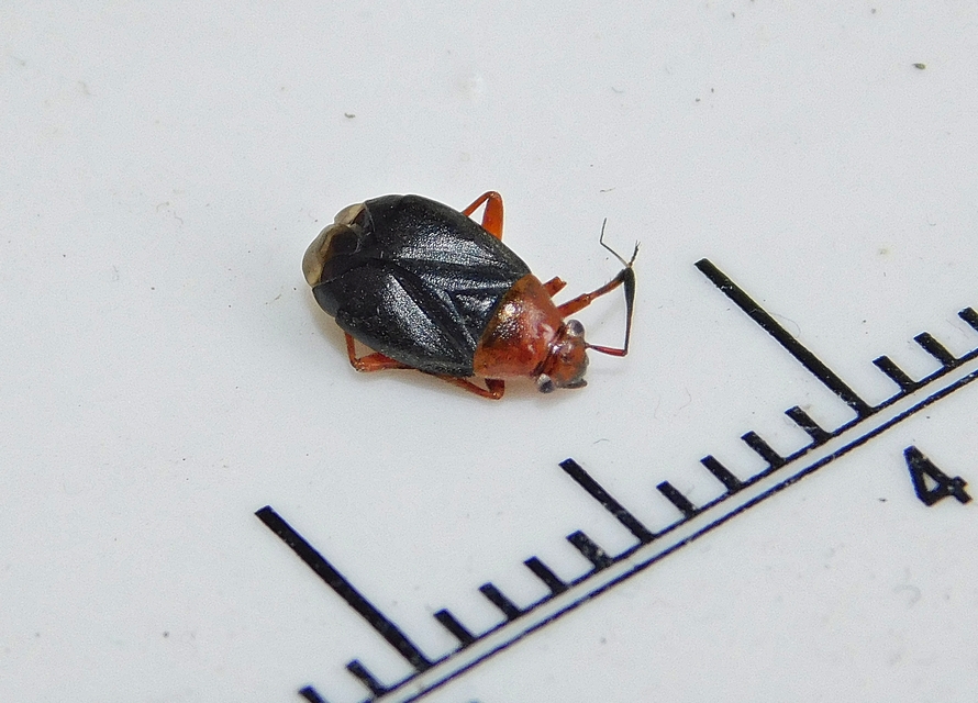 Capsus ater - fekete mezeipoloska