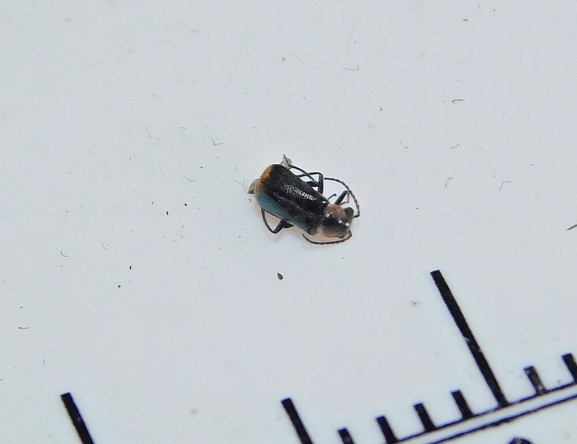 Axinotarsus marginalis - feketefüggős bibircsesbogár